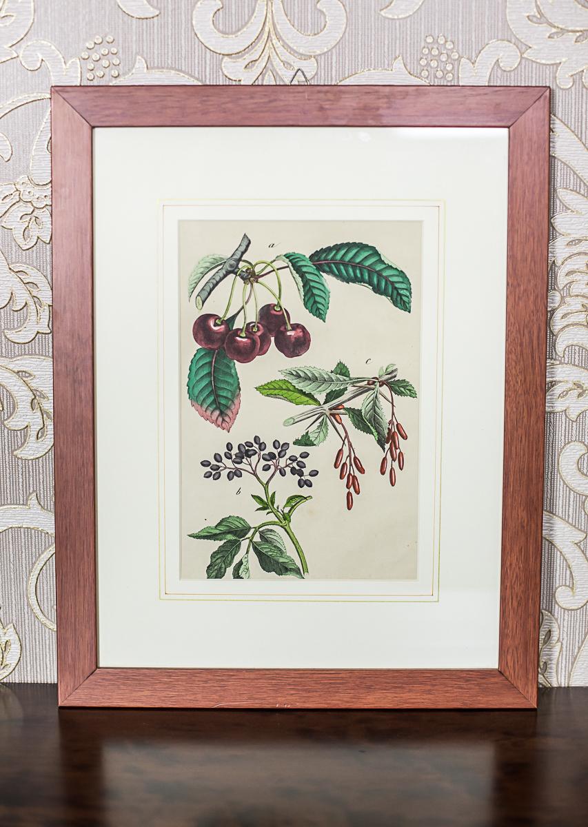 20th Century Colorful Graphic/Tree Fruits For Sale 1