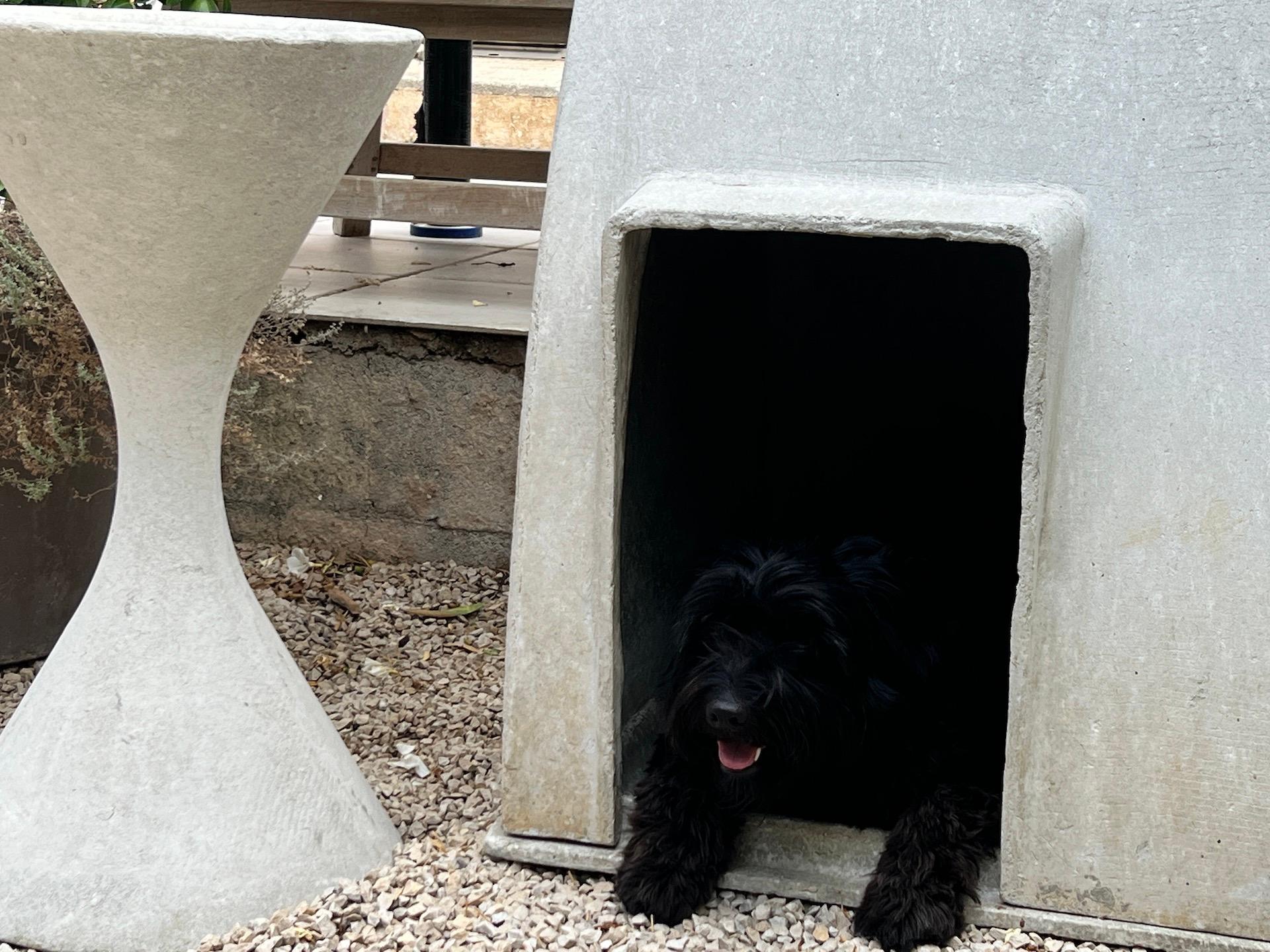 concrete dog house design