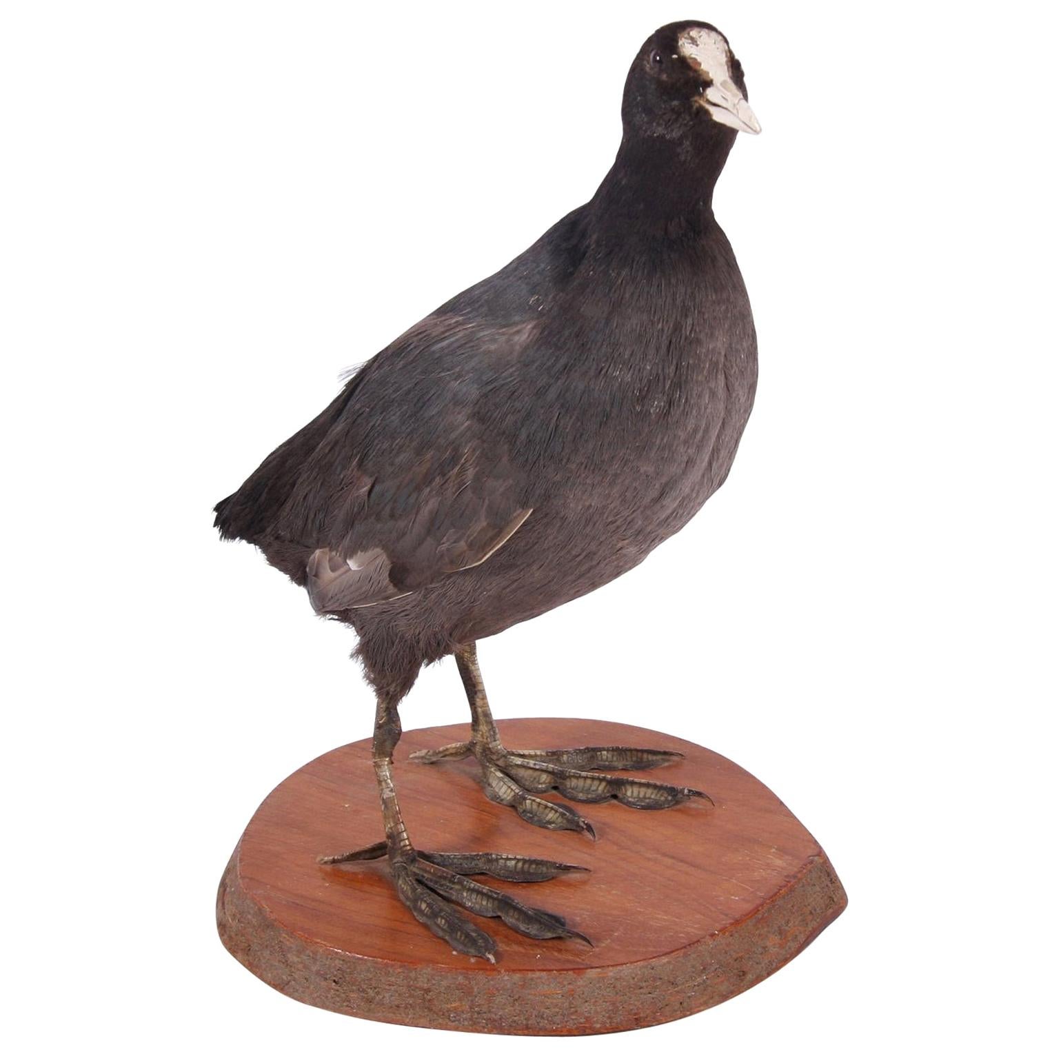 20th Century English Taxidermy Coot Bird