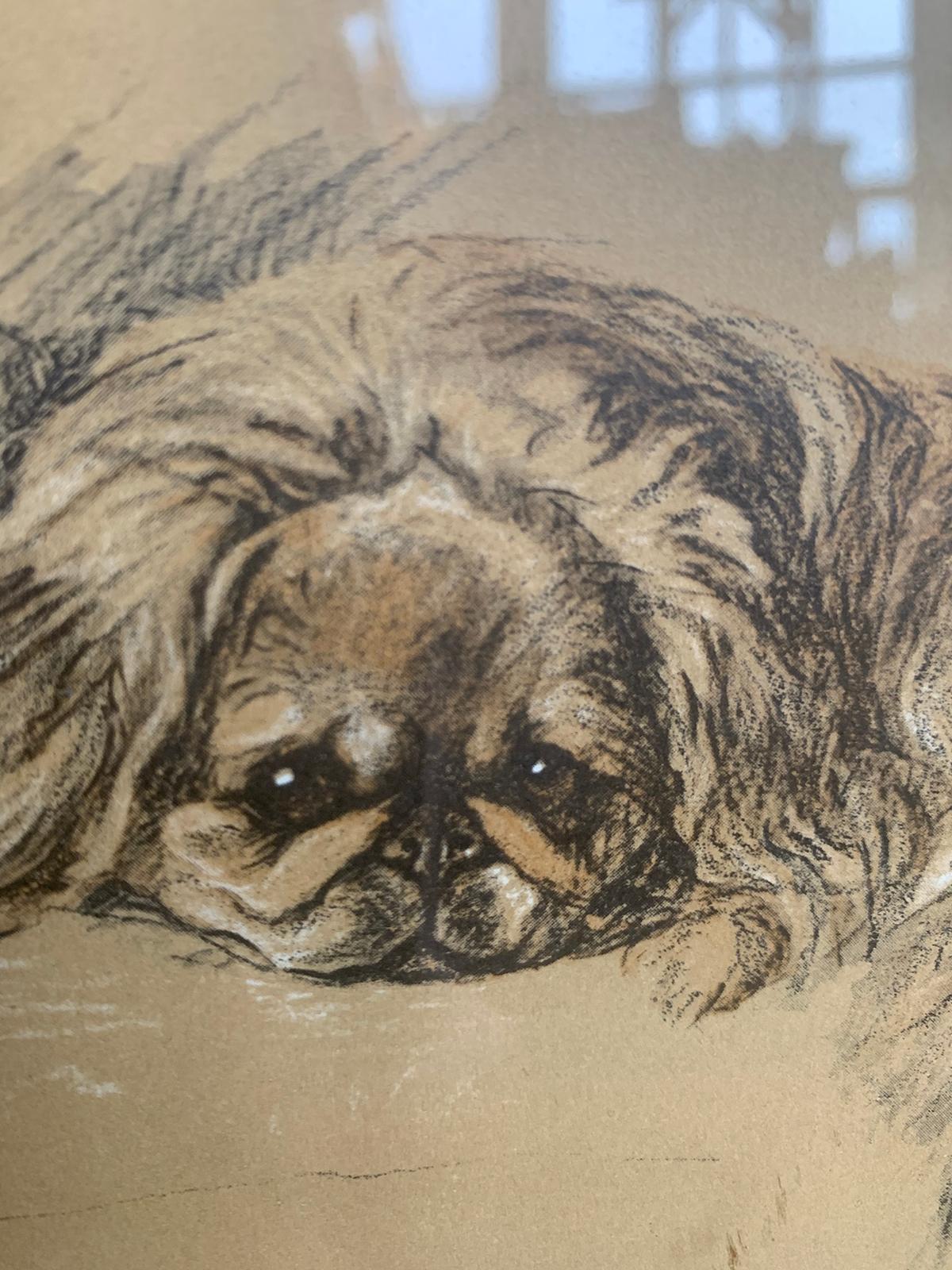 20th Century Engraving of Pekingese in Giltwood Frame, Unsigned In Good Condition In Atlanta, GA