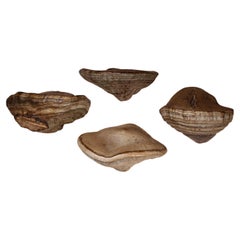20th Century Four Large Polished Polypore Shelf Fungi Natural History