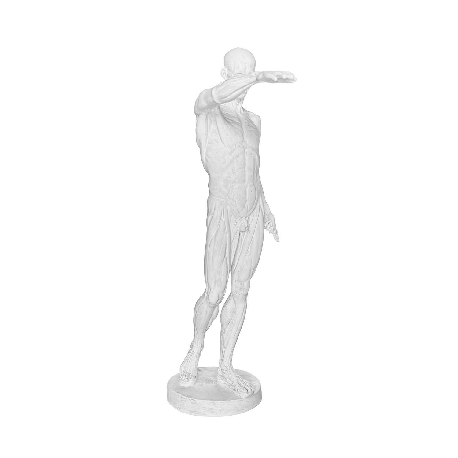 Hombre anatómico francés de escayola del siglo XX al estilo de Jean-Antoine Houdon Hecho a mano en venta