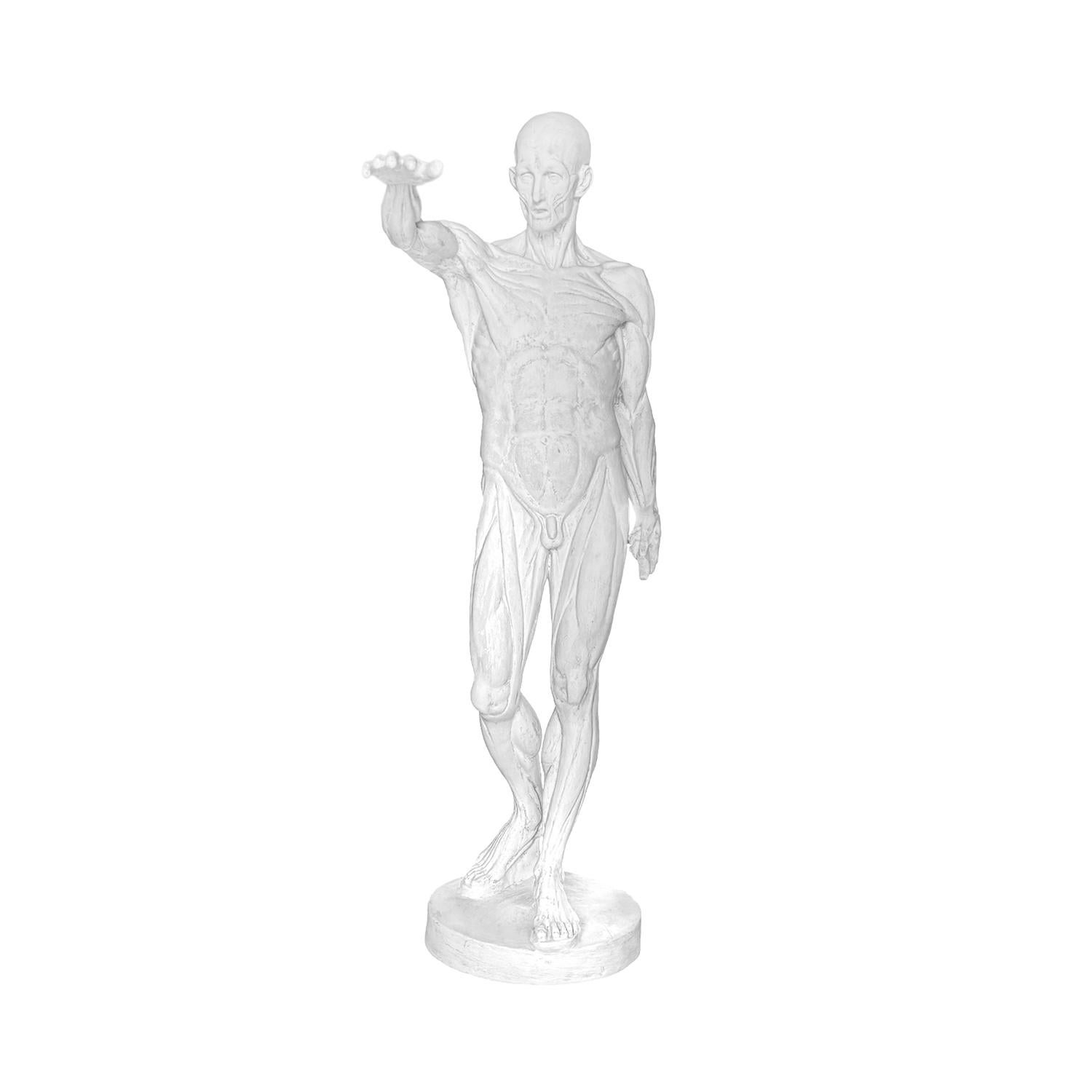 Hombre anatómico francés de escayola del siglo XX al estilo de Jean-Antoine Houdon en Bueno estado para la venta en West Palm Beach, FL