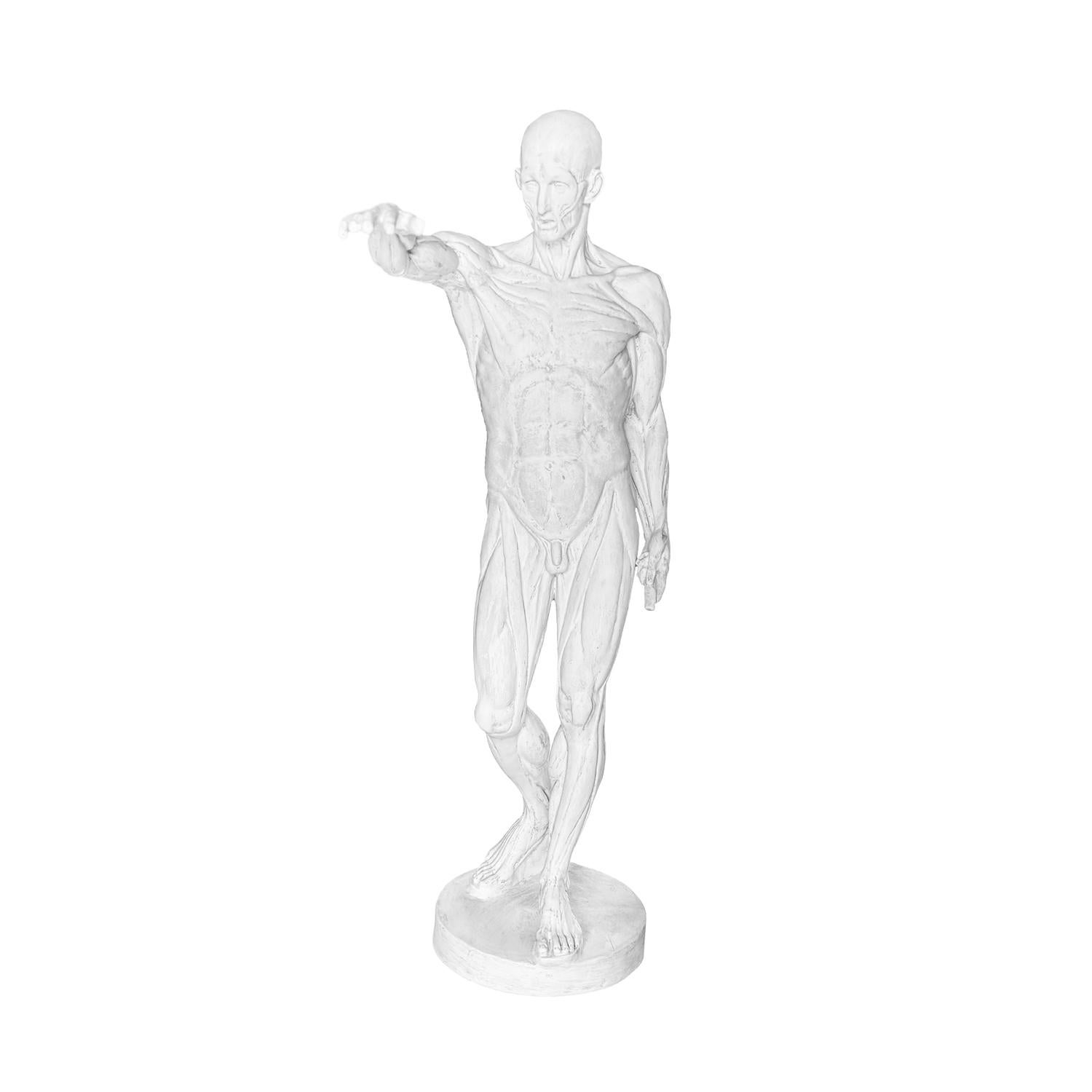 Hombre anatómico francés de escayola del siglo XX al estilo de Jean-Antoine Houdon Yeso en venta