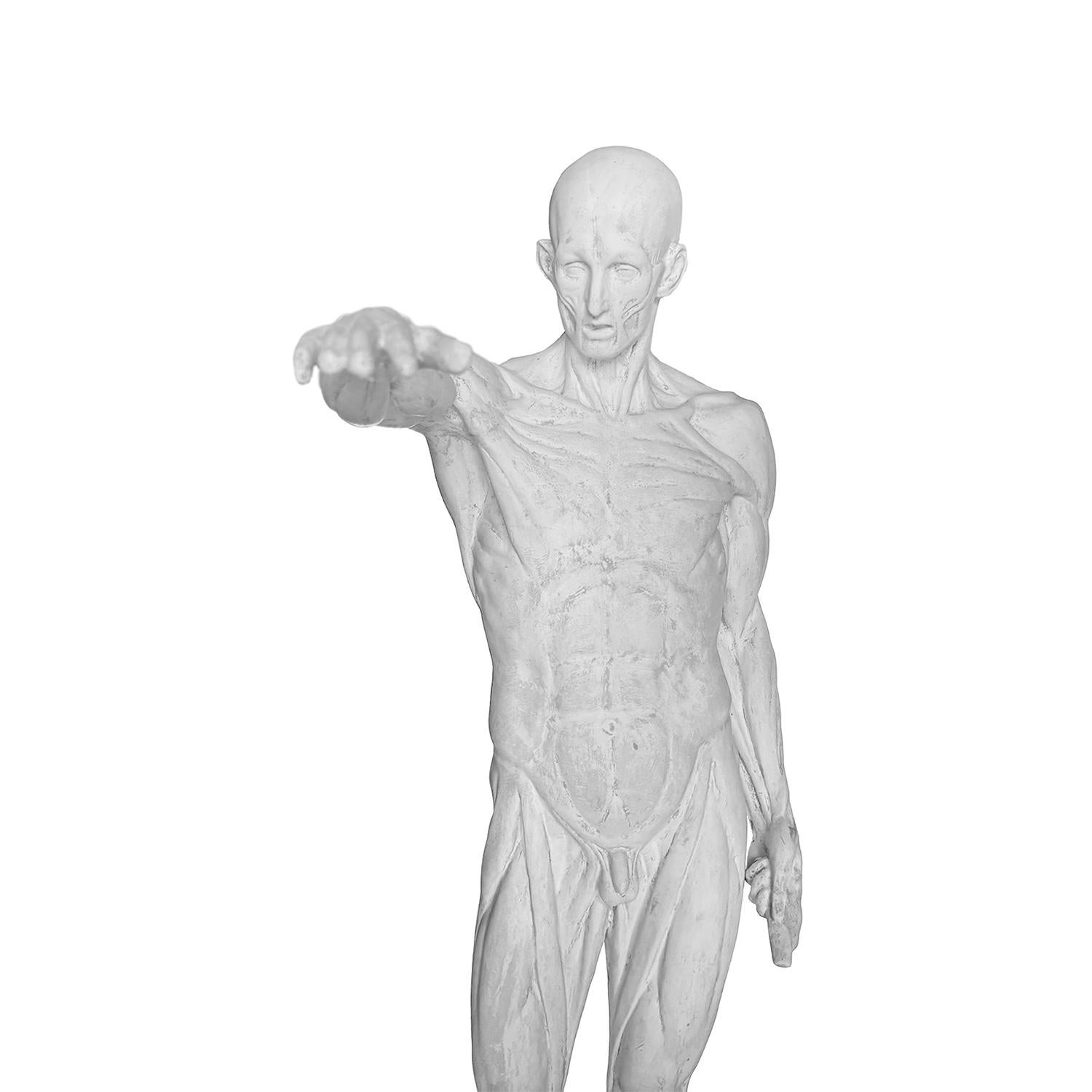 Hombre anatómico francés de escayola del siglo XX al estilo de Jean-Antoine Houdon en venta 1
