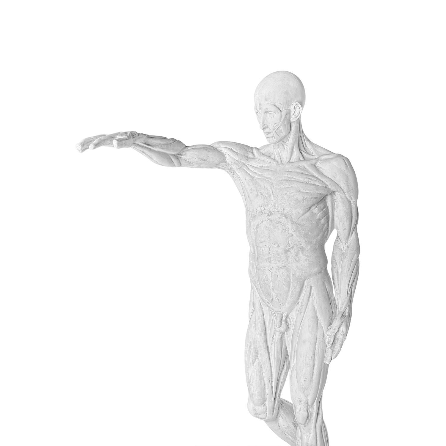 Hombre anatómico francés de escayola del siglo XX al estilo de Jean-Antoine Houdon en venta 2
