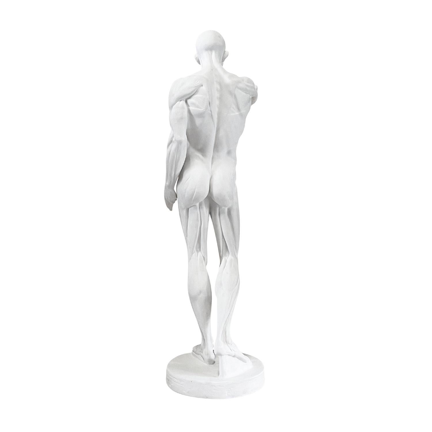 Hombre anatómico francés de escayola del siglo XX al estilo de Jean-Antoine Houdon en venta 3