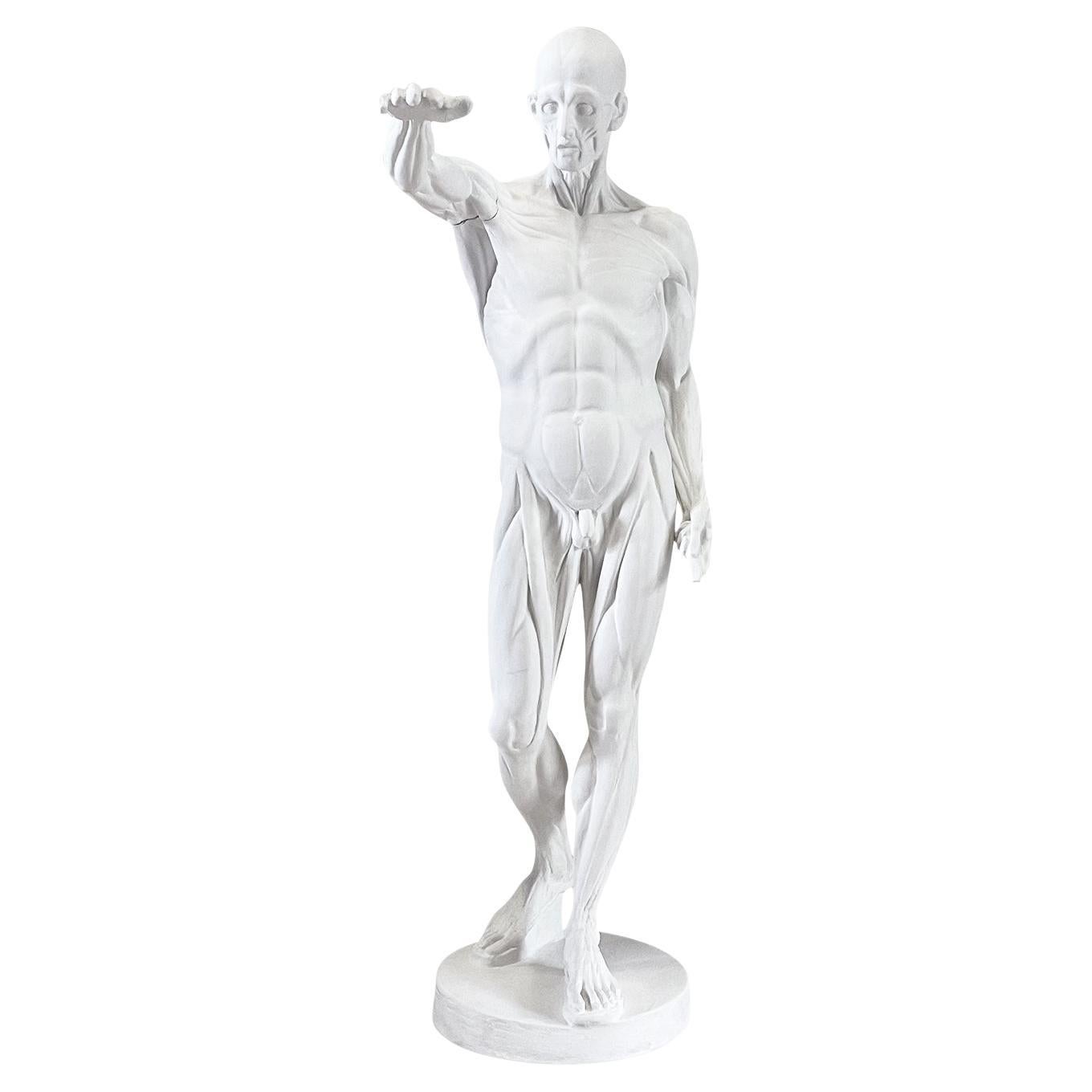 Hombre anatómico francés de escayola del siglo XX al estilo de Jean-Antoine Houdon en venta