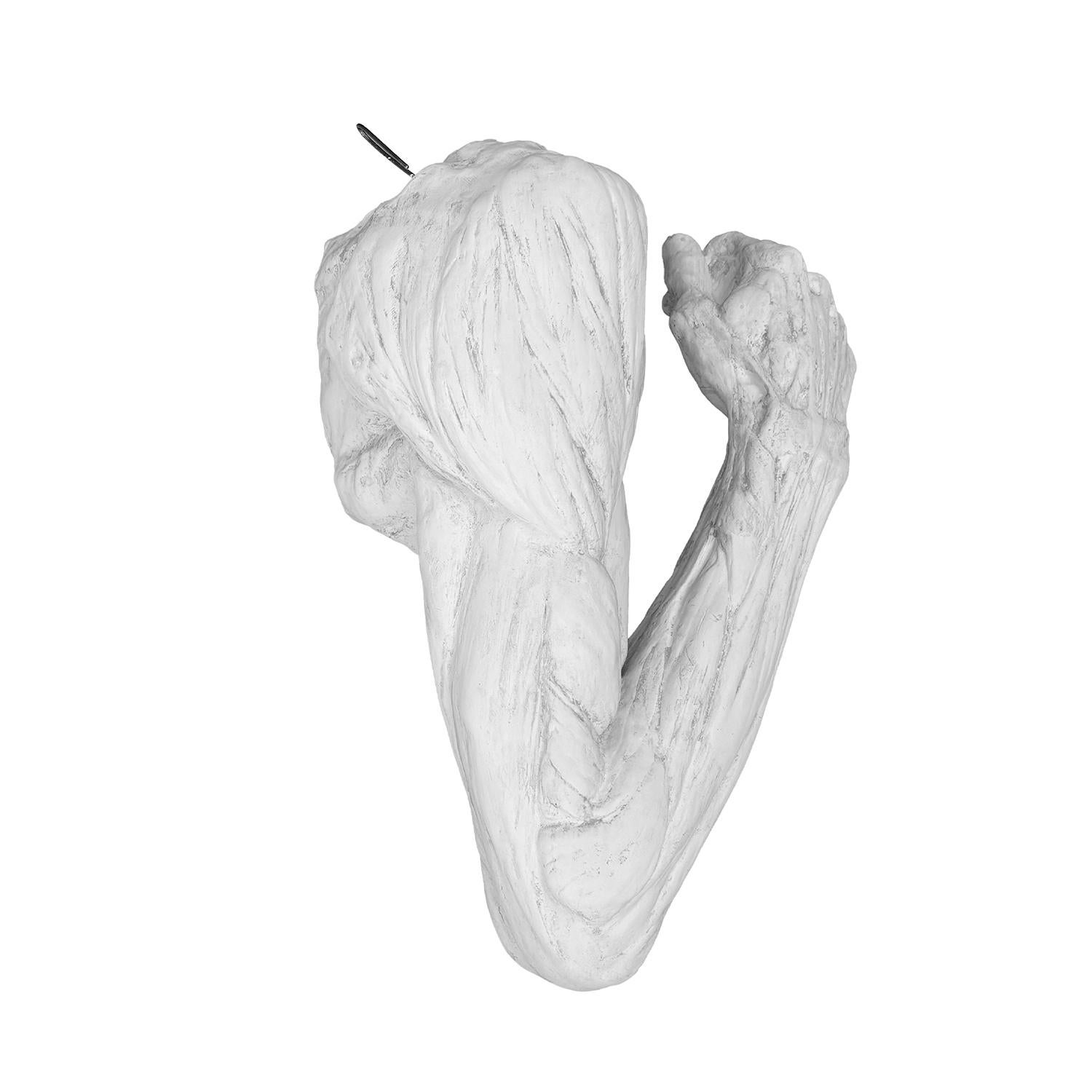 Francese Braccio anatomico in gesso vintage francese del XX secolo di Jean-Antoine Houdon in vendita