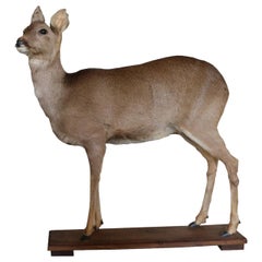 20th Century Full Mount Taxidermy Roe Deer