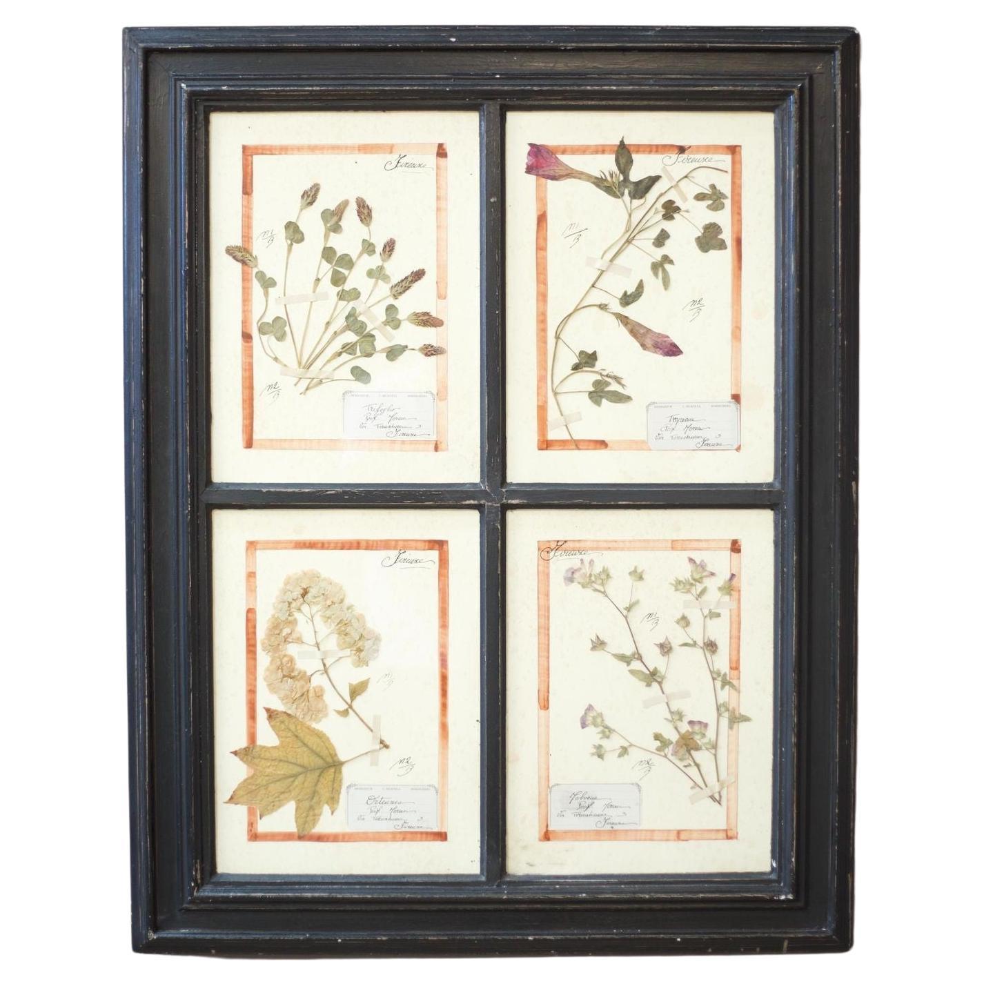 20th Century Herbarium Quad Frame No2