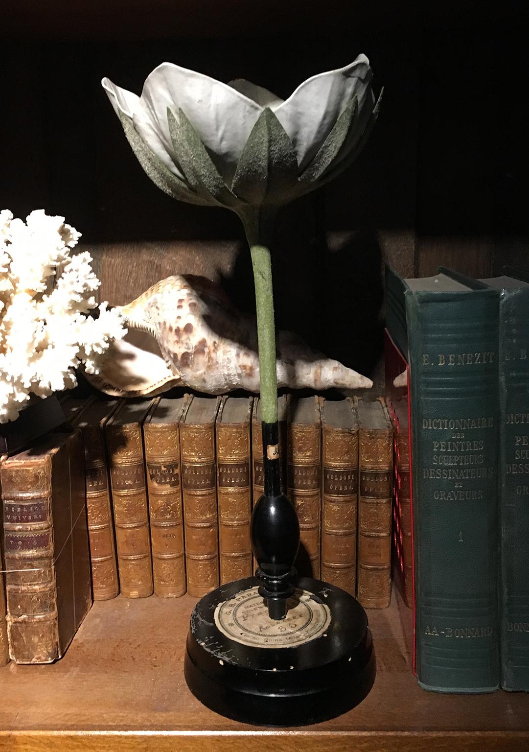 20th Century Italian Botanical Model, circa 1920 6