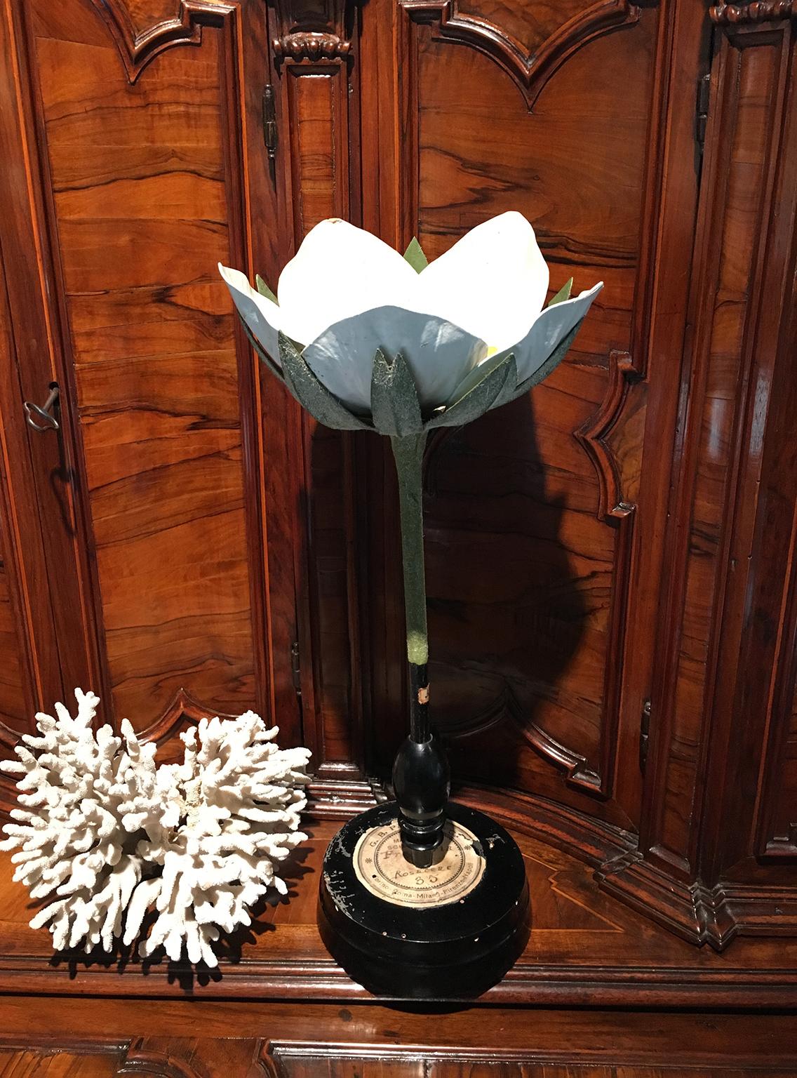 20th Century Italian Botanical Model, circa 1920 7