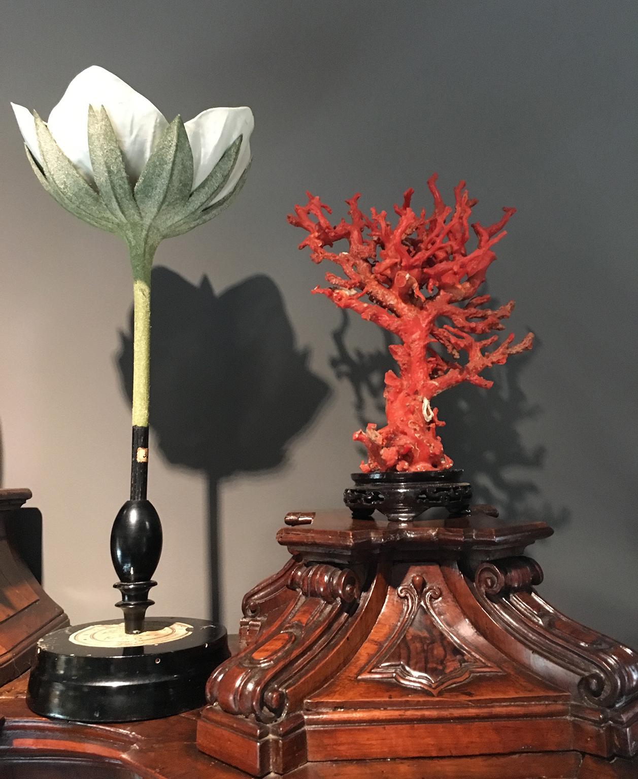 20th Century Italian Botanical Model, circa 1920 8