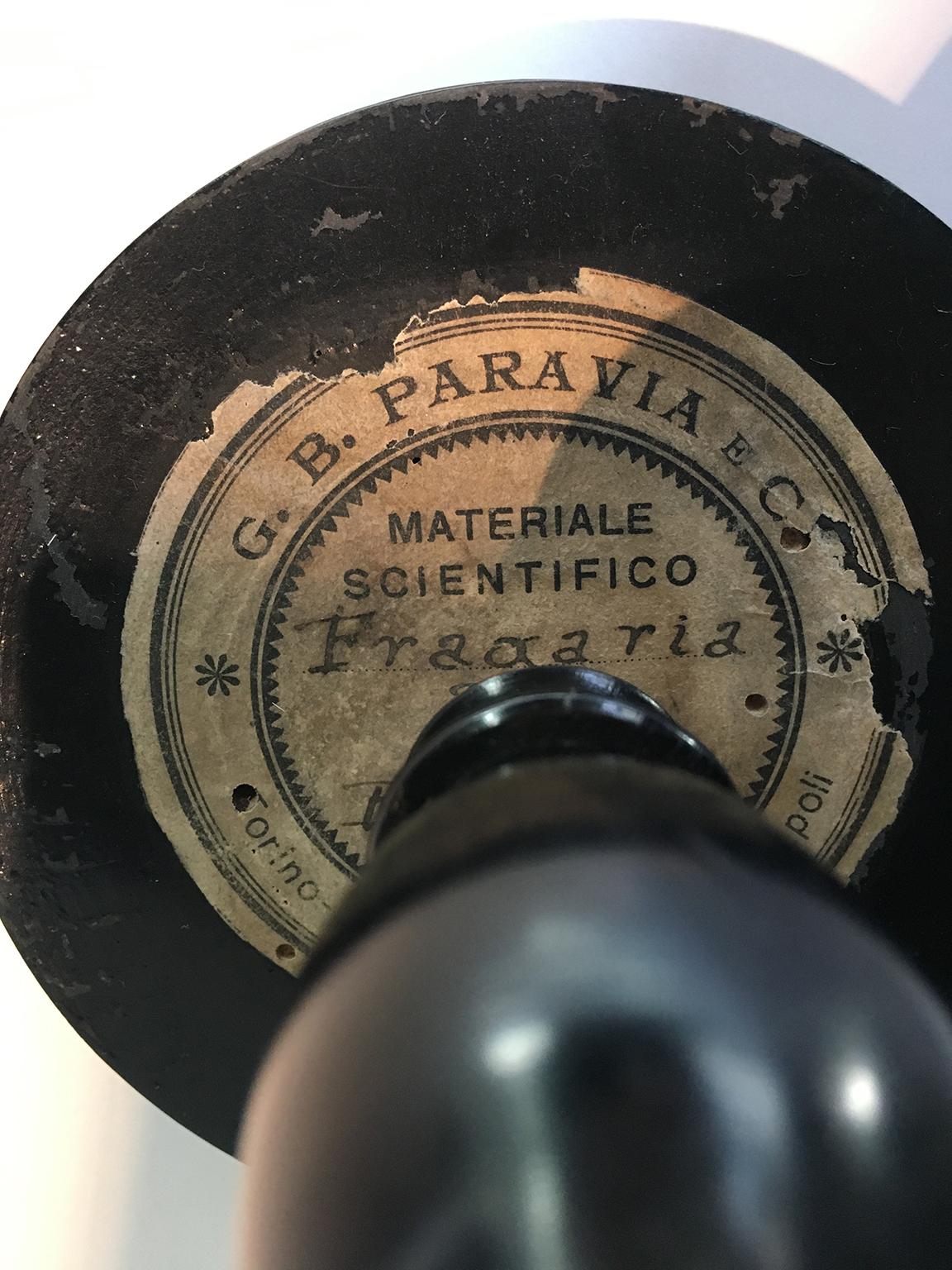 Botanical model
Paravia, Milan
First quarter of the twentieth century
hand painted papier-mâché, plaster and wood.

Measures: Height 14.56 in x diameter 6.69 in
H 37 cm x diameter 17 cm
lb 0.68 ( kg 0.31)

Made for educational use, it depicts a