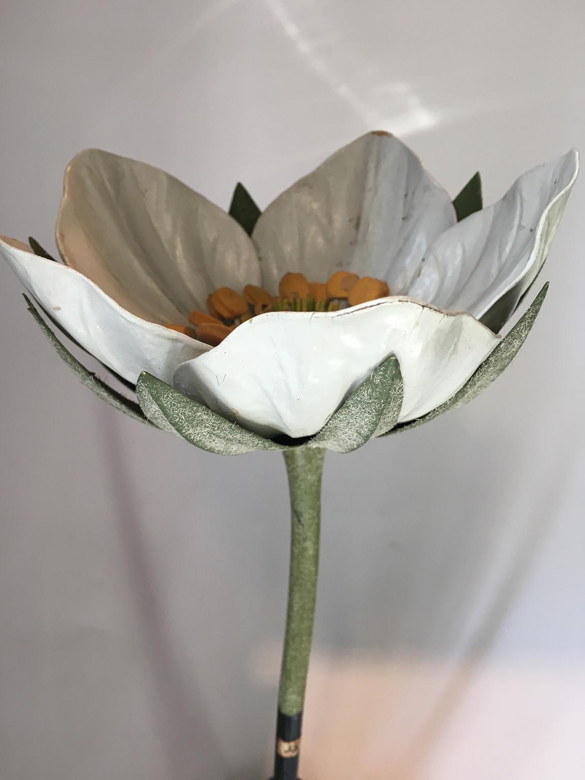 Early 20th Century 20th Century Italian Botanical Model, circa 1920