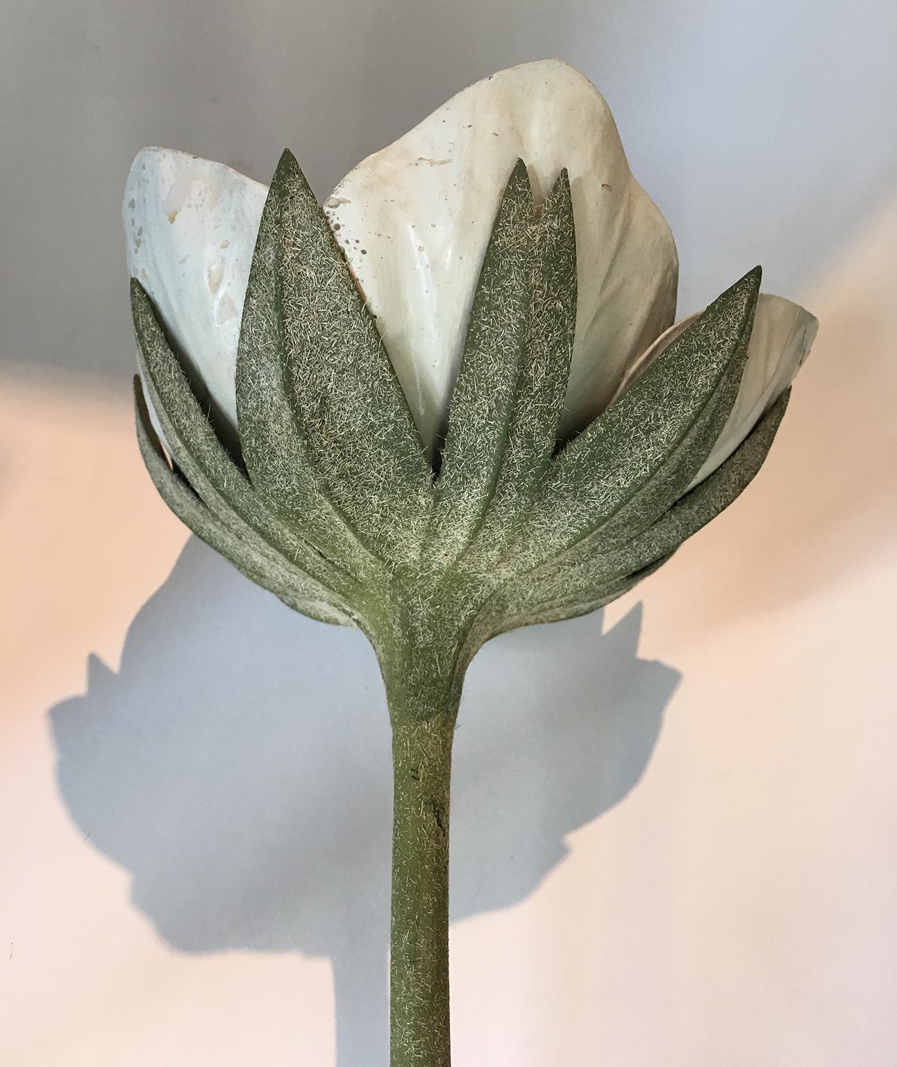 20th Century Italian Botanical Model, circa 1920 1