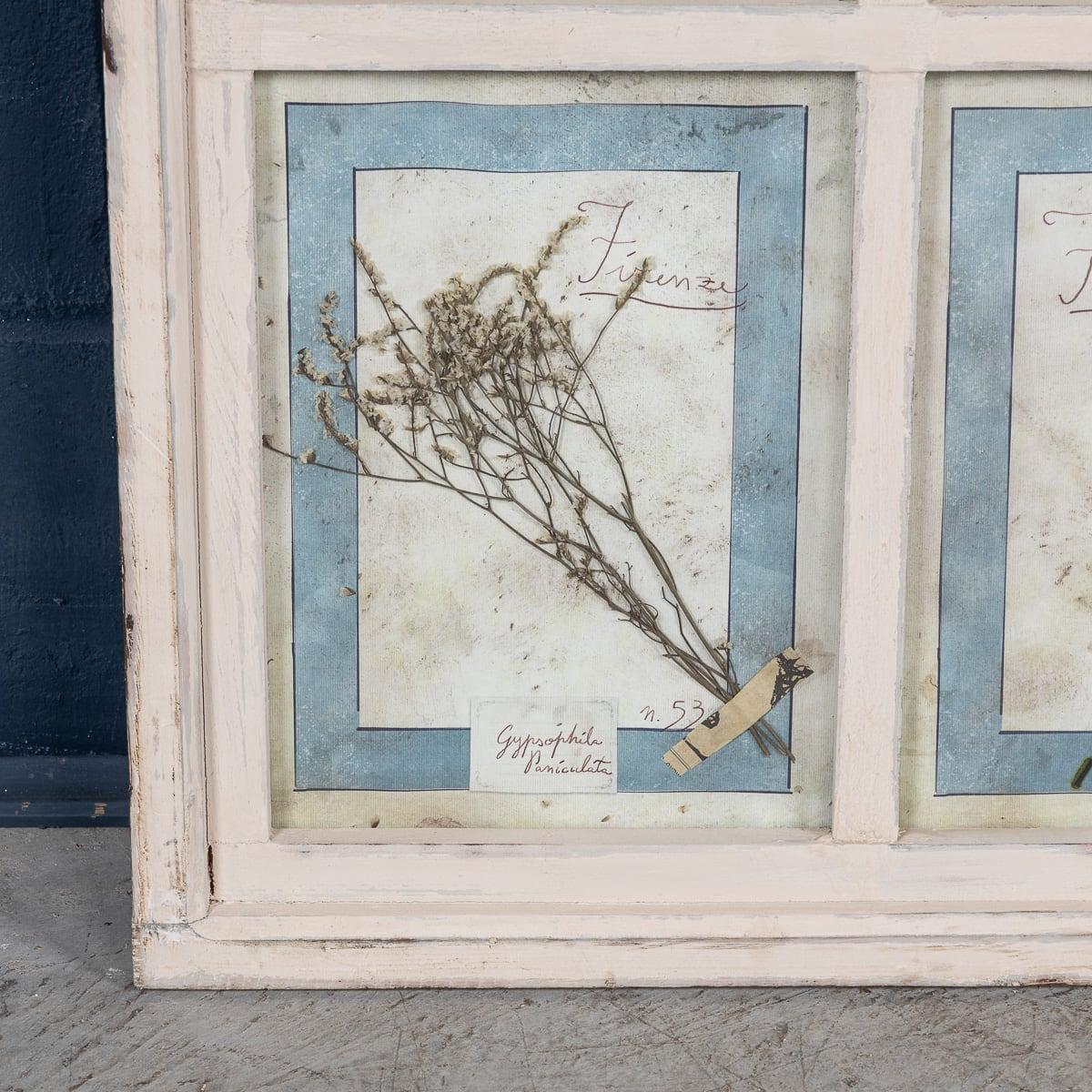 20th Century Italian Large Oak Frame Containing Pressed Flowers & Herbs For Sale 6