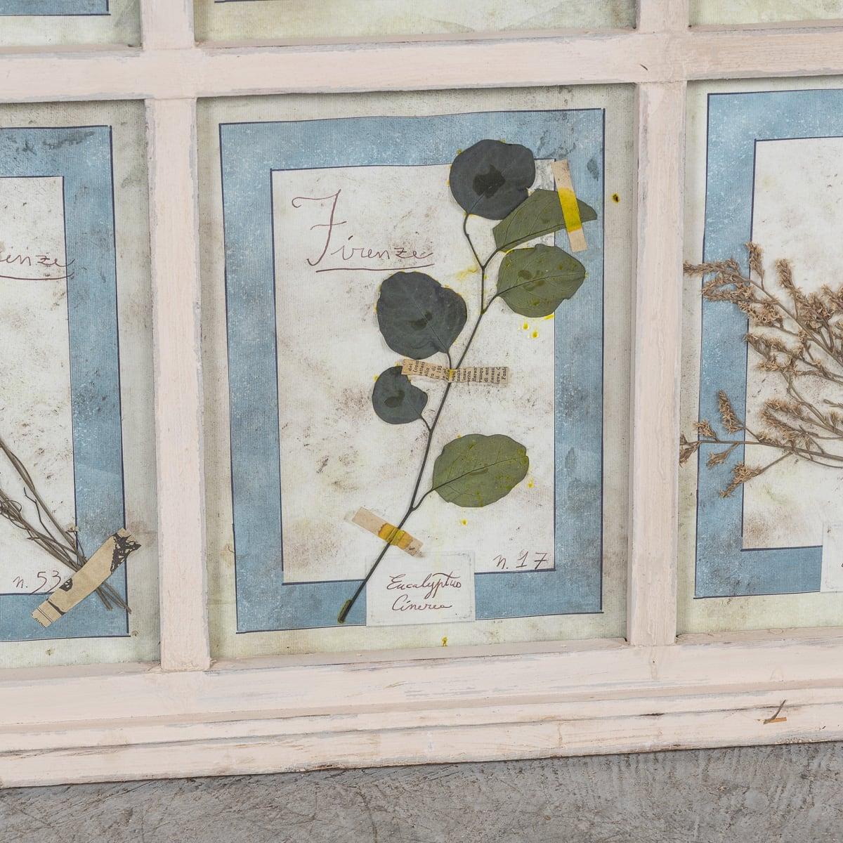 20th Century Italian Large Oak Frame Containing Pressed Flowers & Herbs For Sale 7
