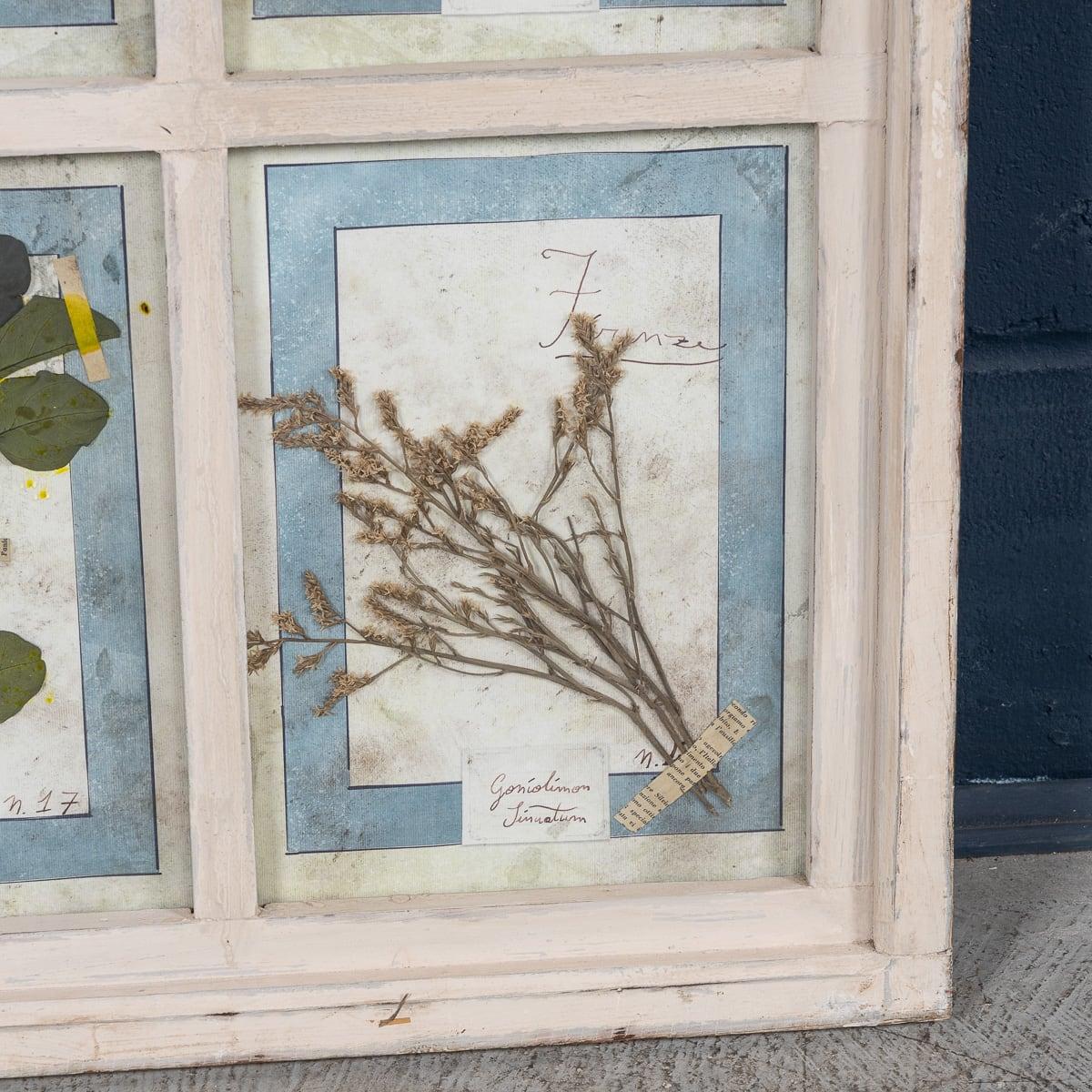 20th Century Italian Large Oak Frame Containing Pressed Flowers & Herbs For Sale 8