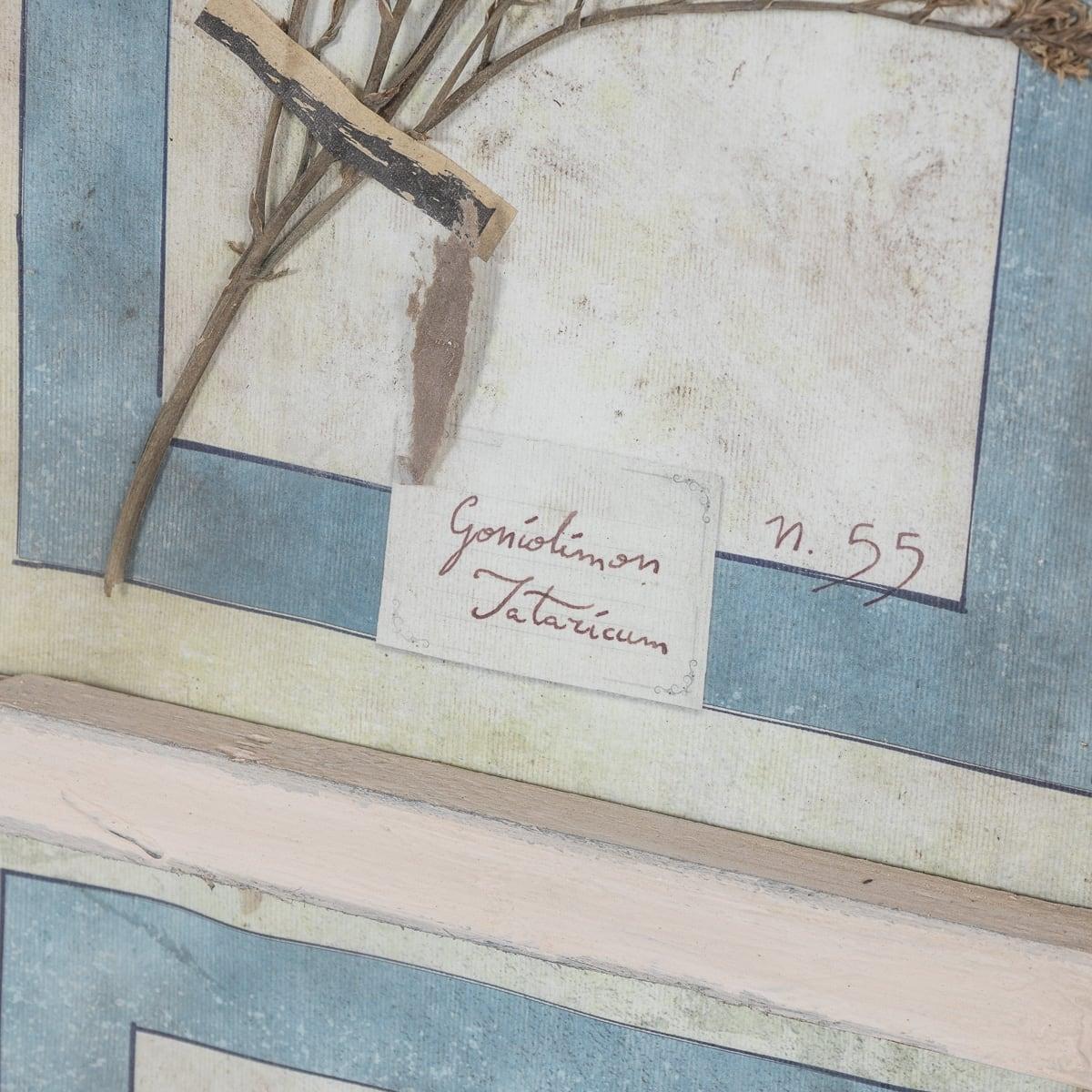 20th Century Italian Large Oak Frame Containing Pressed Flowers & Herbs For Sale 9