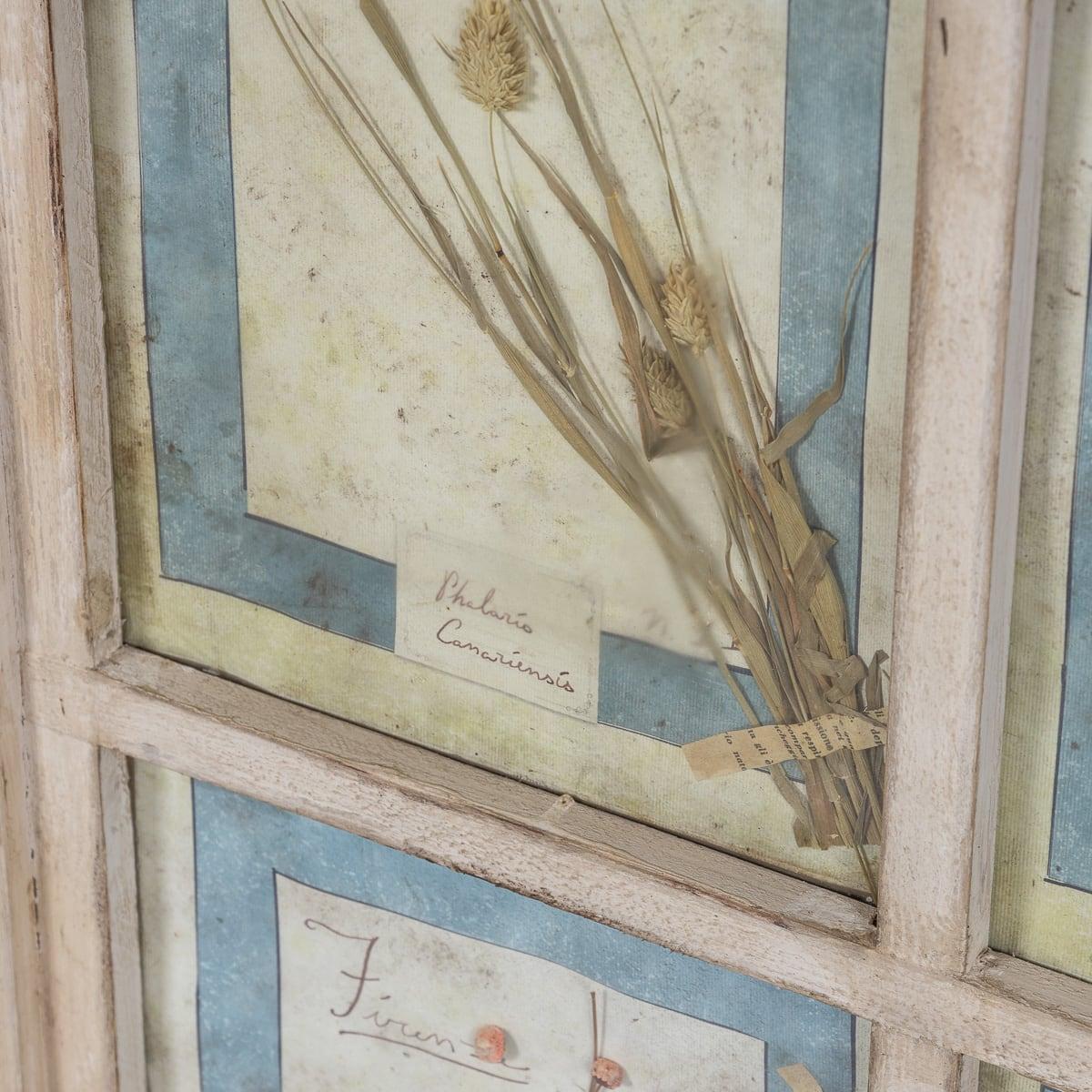 Grand cadre italien du 20ème siècle contenant des fleurs et des herbes pressées en vente 8