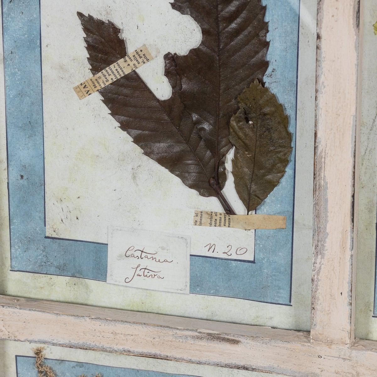 Gran marco italiano de roble del siglo XX con flores y hierbas prensadas en venta 9