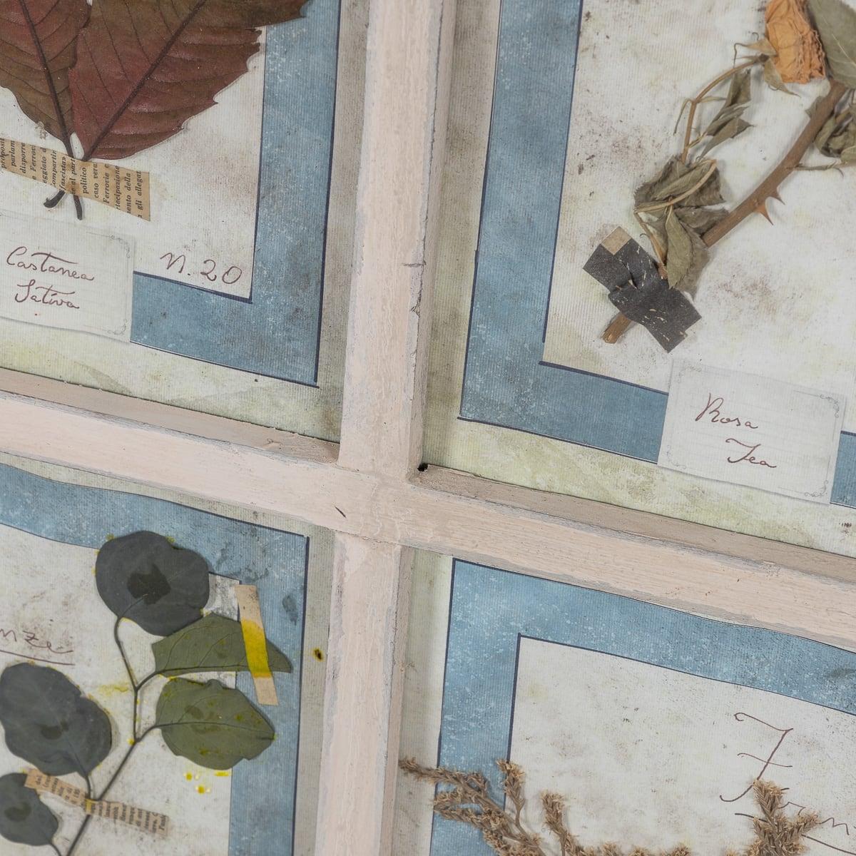 20th Century Italian Large Oak Frame Containing Pressed Flowers & Herbs For Sale 13