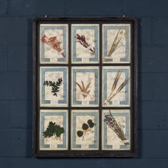 20th Century Italian Large Oak Frame Containing Pressed Flowers & Herbs