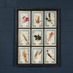 20th Century Italian Large Oak Frame Containing Pressed Flowers & Herbs