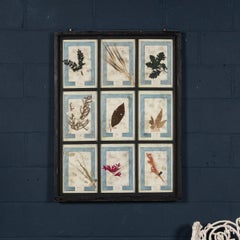 20th Century Italian Large Oak Frame Containing Pressed Flowers & Herbs