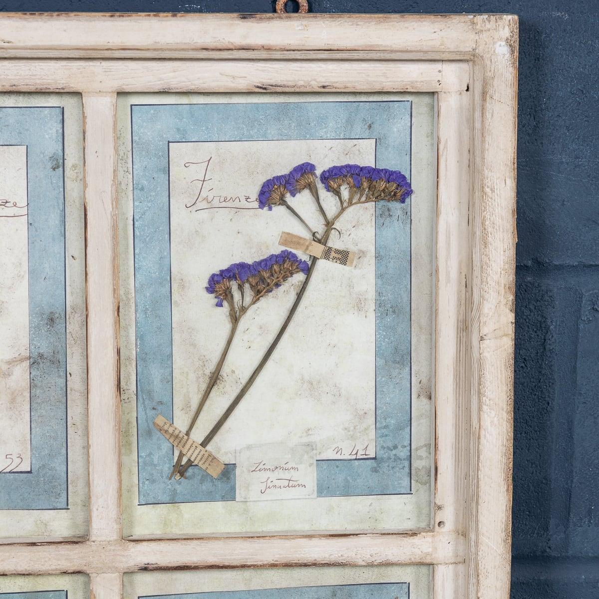 Chêne Grand cadre italien du 20ème siècle contenant des fleurs et des herbes pressées en vente