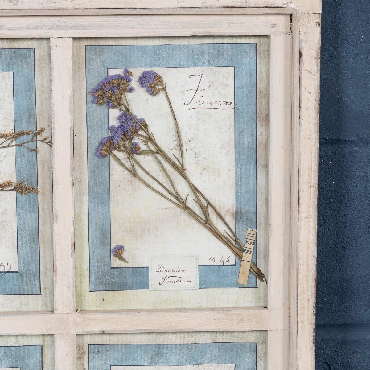 20th Century Italian Large Oak Frame Containing Pressed Flowers & Herbs For Sale 2