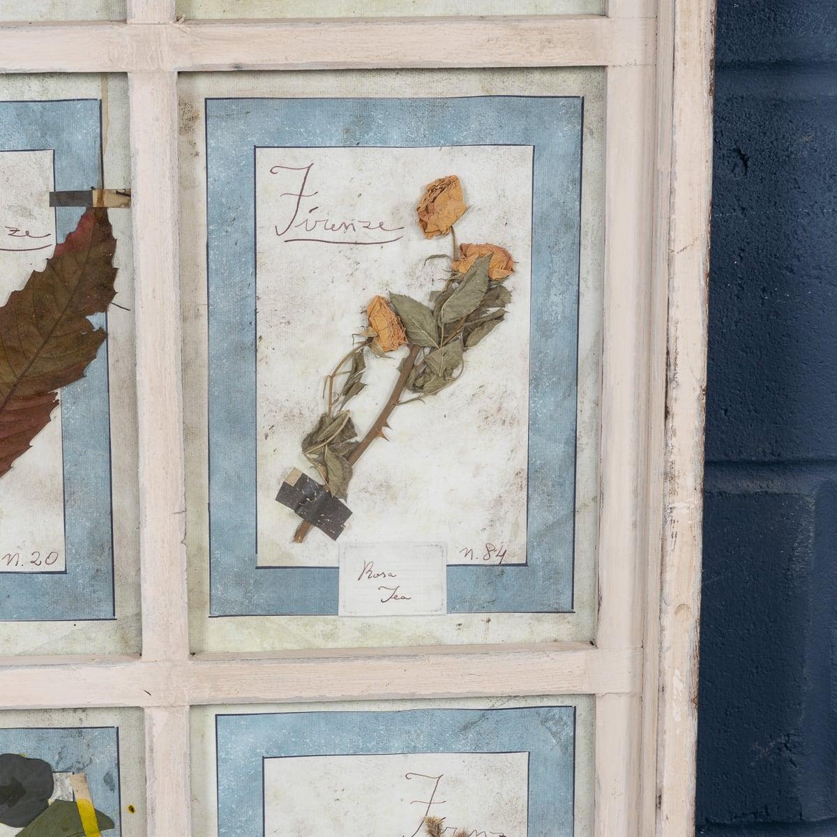 20th Century Italian Large Oak Frame Containing Pressed Flowers & Herbs For Sale 3