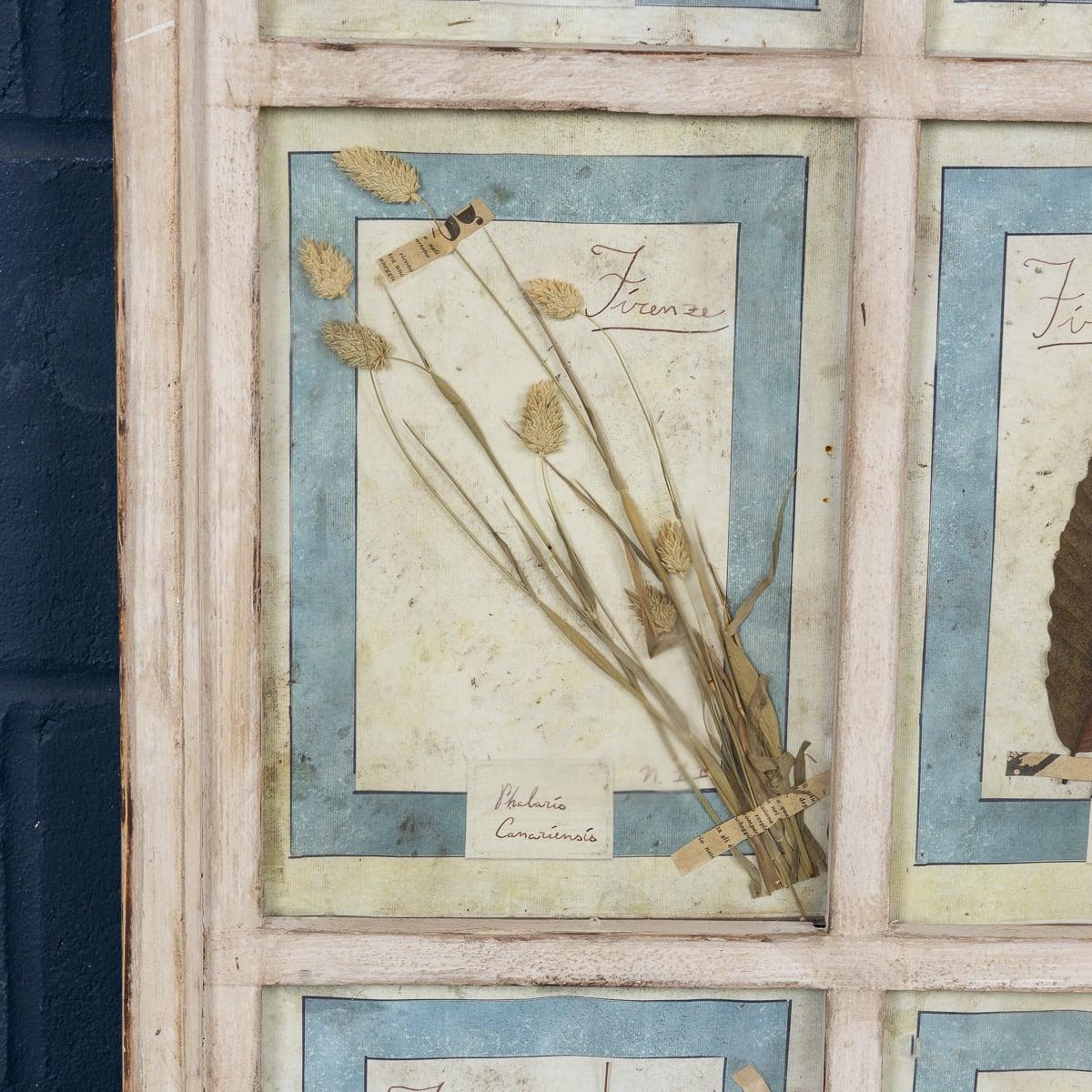 Grand cadre italien du 20ème siècle contenant des fleurs et des herbes pressées en vente 3