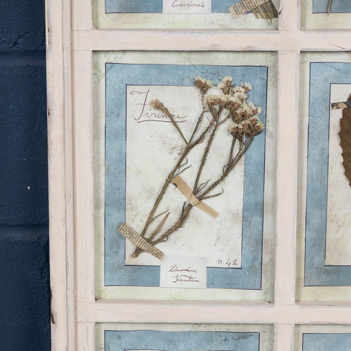 20th Century Italian Large Oak Frame Containing Pressed Flowers & Herbs For Sale 5