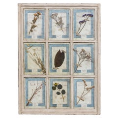 20th Century Italian Large Oak Frame Containing Pressed Flowers & Herbs