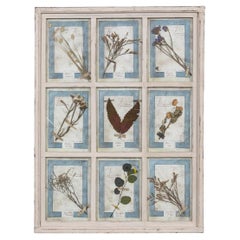 20th Century Italian Large Oak Frame Containing Pressed Flowers & Herbs