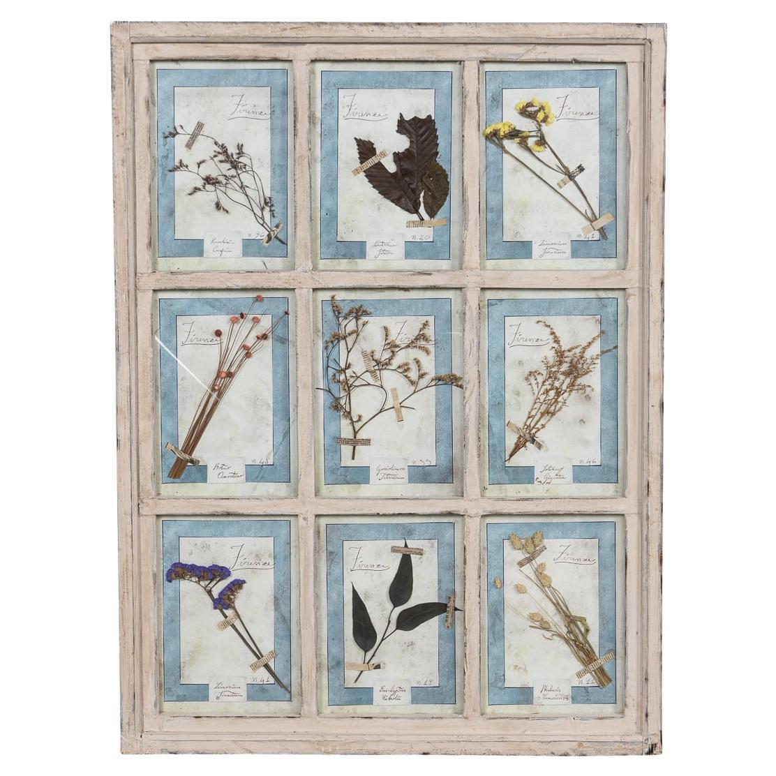 20th Century Italian Large Oak Frame Containing Pressed Flowers & Herbs