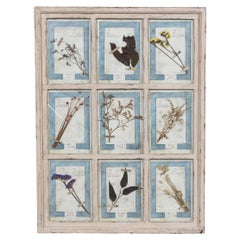 20th Century Italian Large Oak Frame Containing Pressed Flowers & Herbs