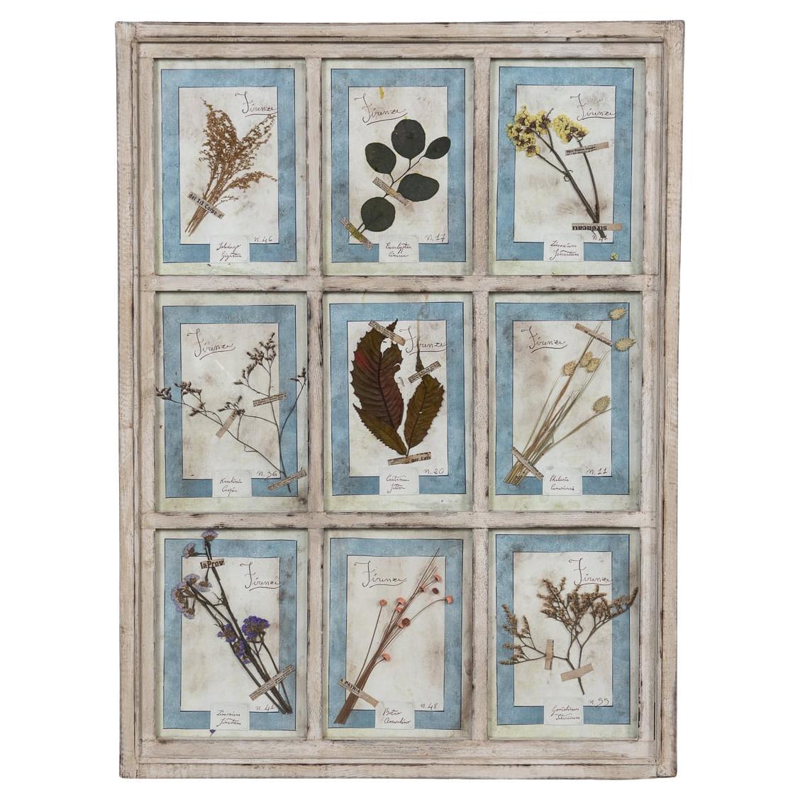 Grande cornice in Oak del 20° secolo contenente fiori ed erbe pressate in vendita