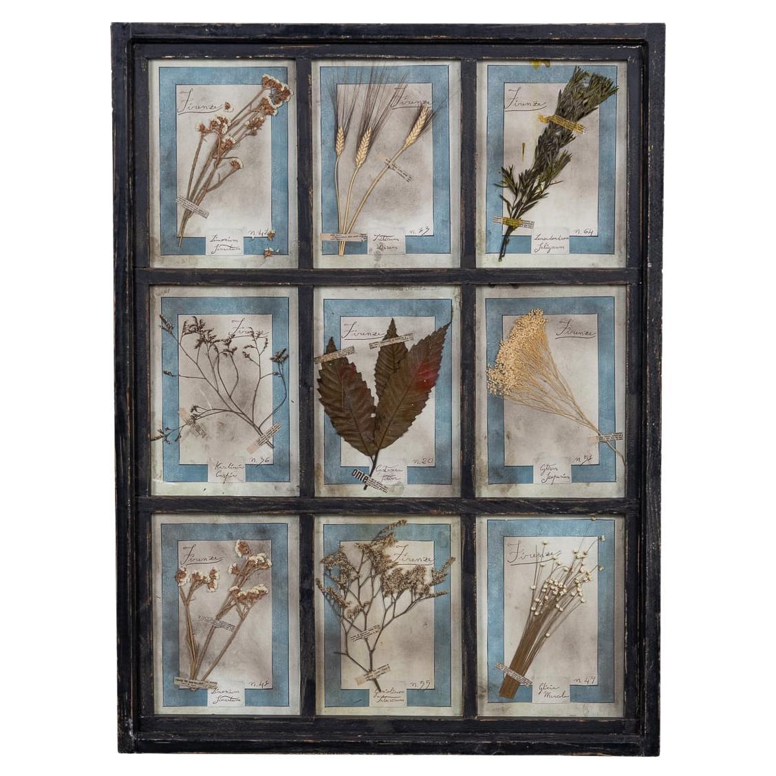 20th Century Italian Large Oak Frame Containing Pressed Flowers & Herbs