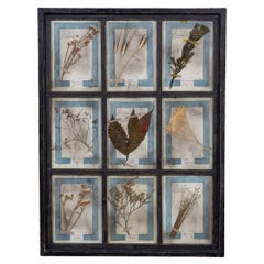 20th Century Italian Large Oak Frame Containing Pressed Flowers & Herbs