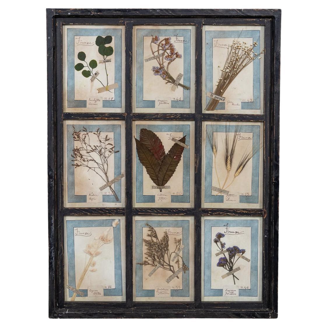 20th Century Italian Large Oak Frame Containing Pressed Flowers & Herbs