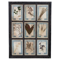 20th Century Italian Large Oak Frame Containing Pressed Flowers & Herbs