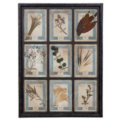 20th Century Italian Large Oak Frame Containing Pressed Flowers & Herbs
