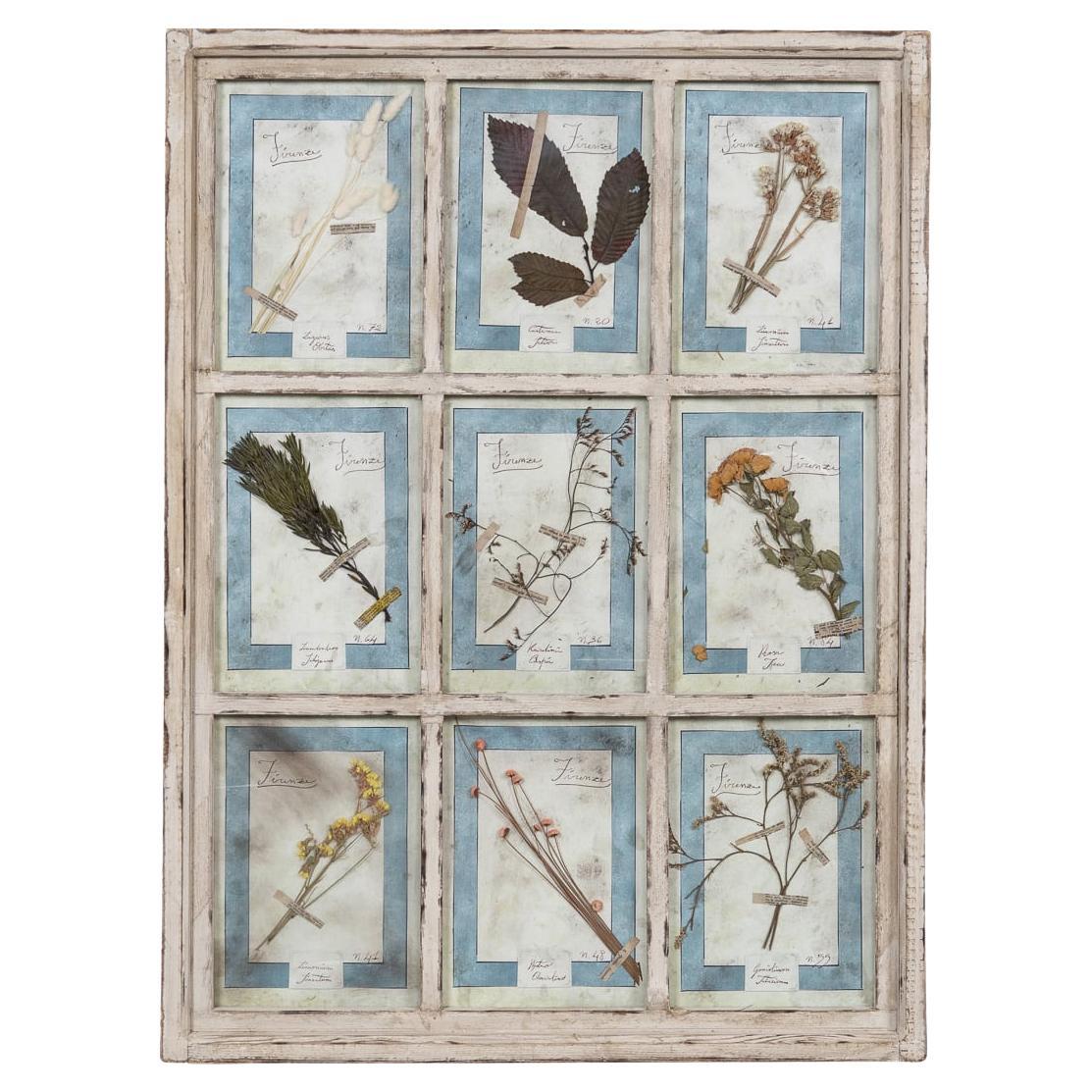 20th Century Italian Large Oak Frame Containing Pressed Flowers & Herbs