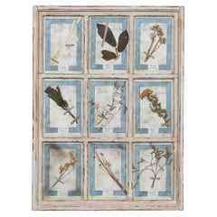 20th Century Italian Large Oak Frame Containing Pressed Flowers & Herbs