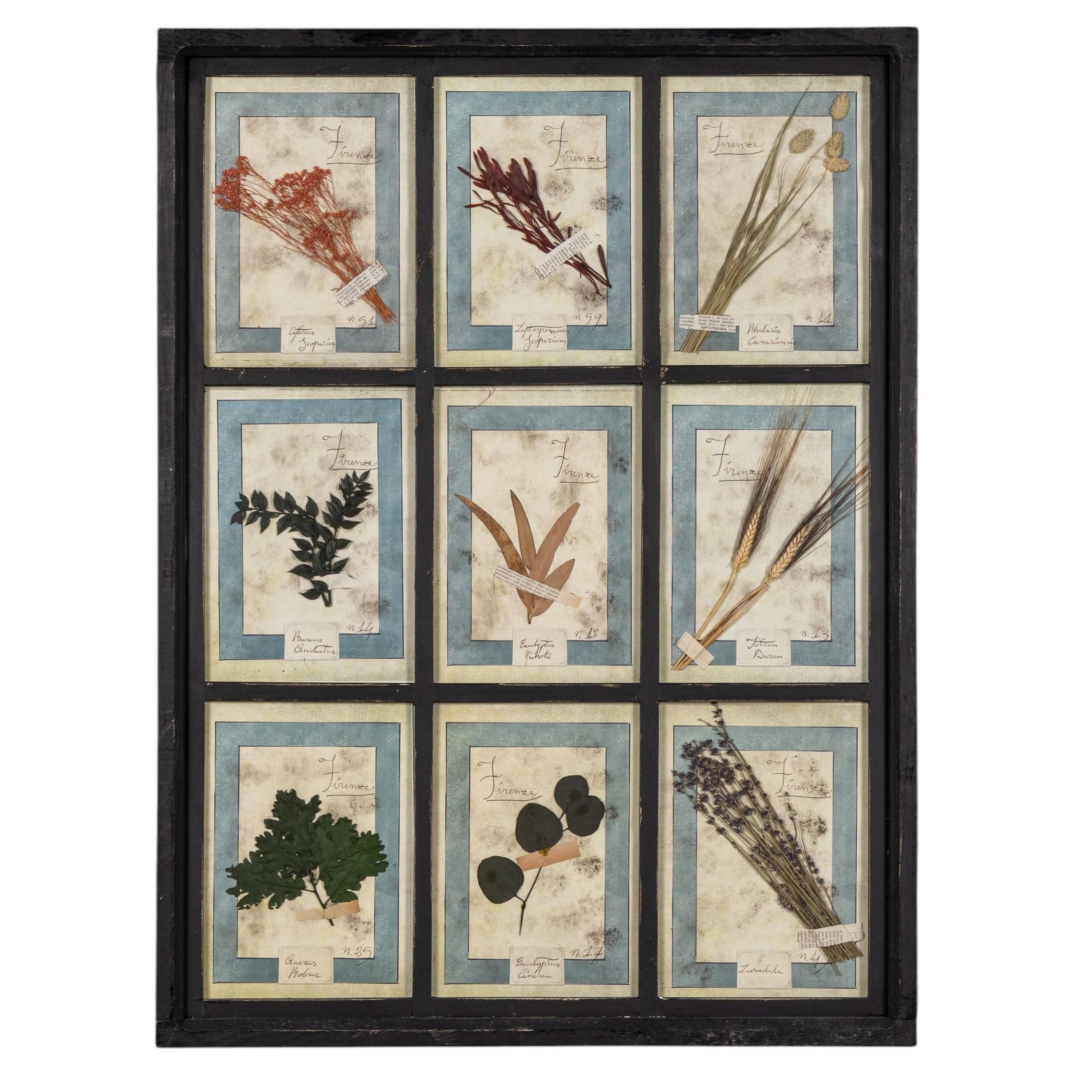 20th Century Italian Large Oak Frame Containing Pressed Flowers & Herbs For Sale