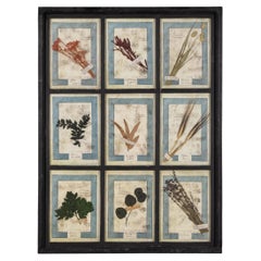 20th Century Italian Large Oak Frame Containing Pressed Flowers & Herbs